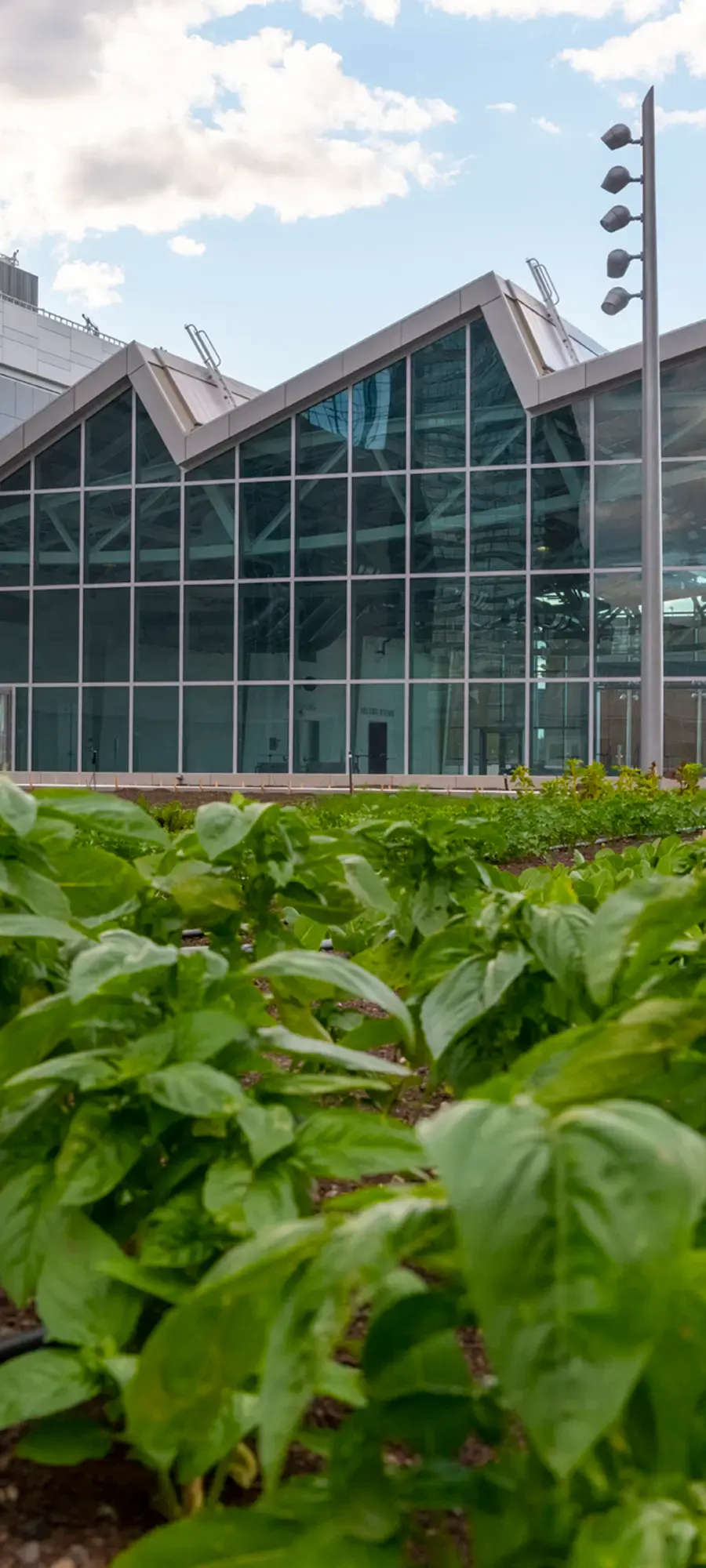 The rooftop farm beside the Javits Center